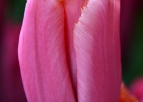 Tulipa Heartbeat ® (3)